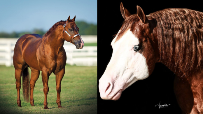 Two NRHA sires reach $2 million status

